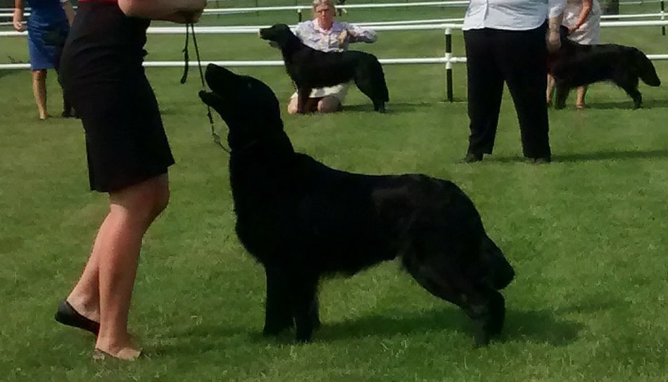 Due north 2025 flat coated retrievers